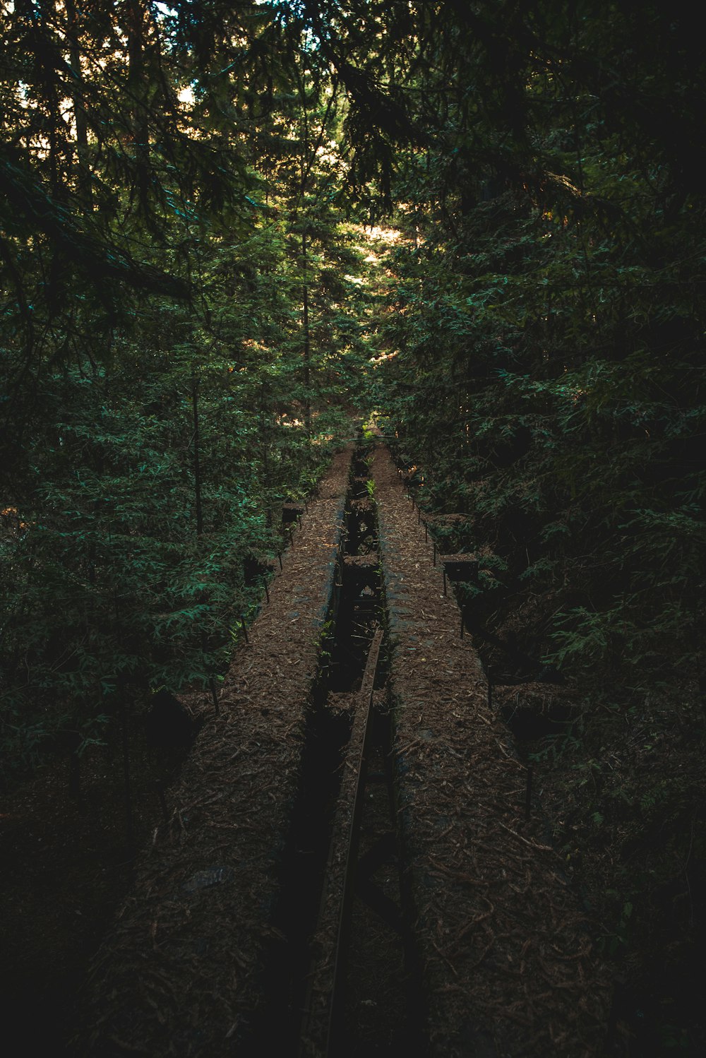 caminho florestal