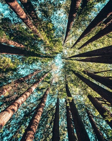 low angle photography of trees at daytime