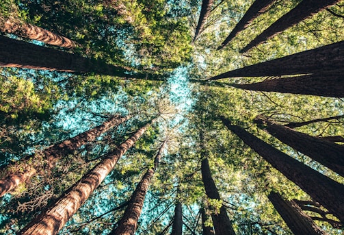 low angle photography of trees at daytime