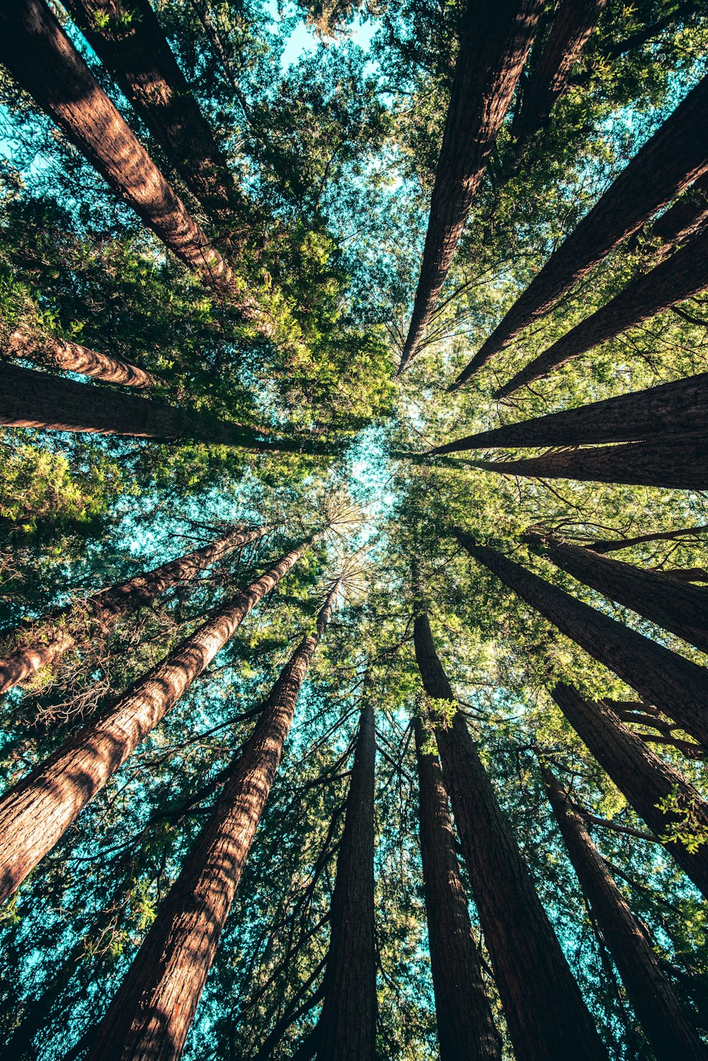 Fotografía de ángulo bajo de árboles durante el día