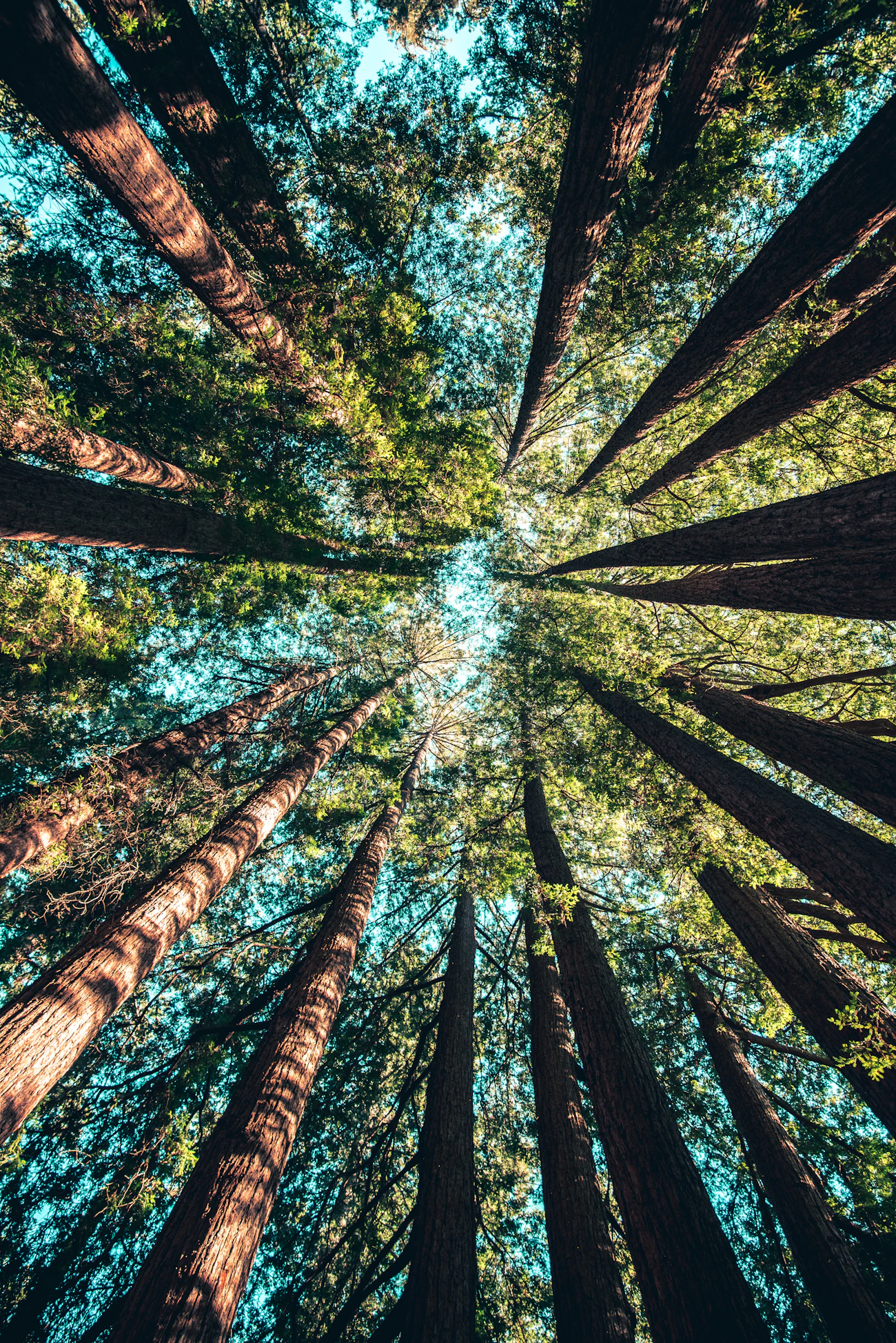 Tall forest canopy viewed from below