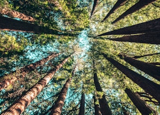 low angle photography of trees at daytime