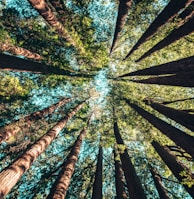 low angle photography of trees at daytime