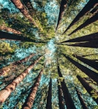 low angle photography of trees at daytime