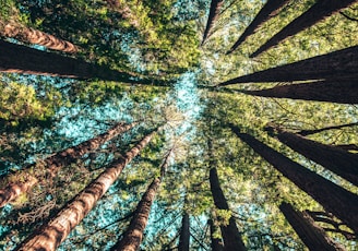 low angle photography of trees at daytime