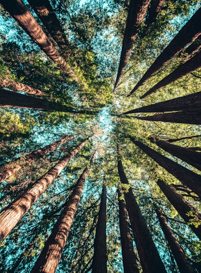 low angle photography of trees at daytime