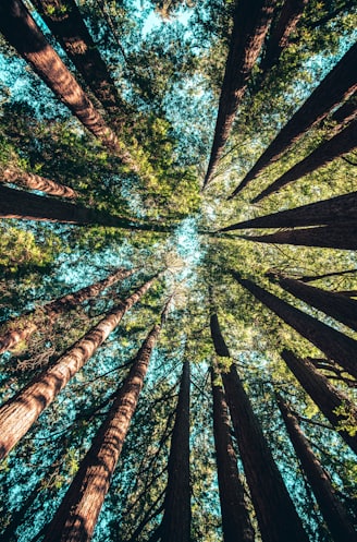 low angle photography of trees at daytime