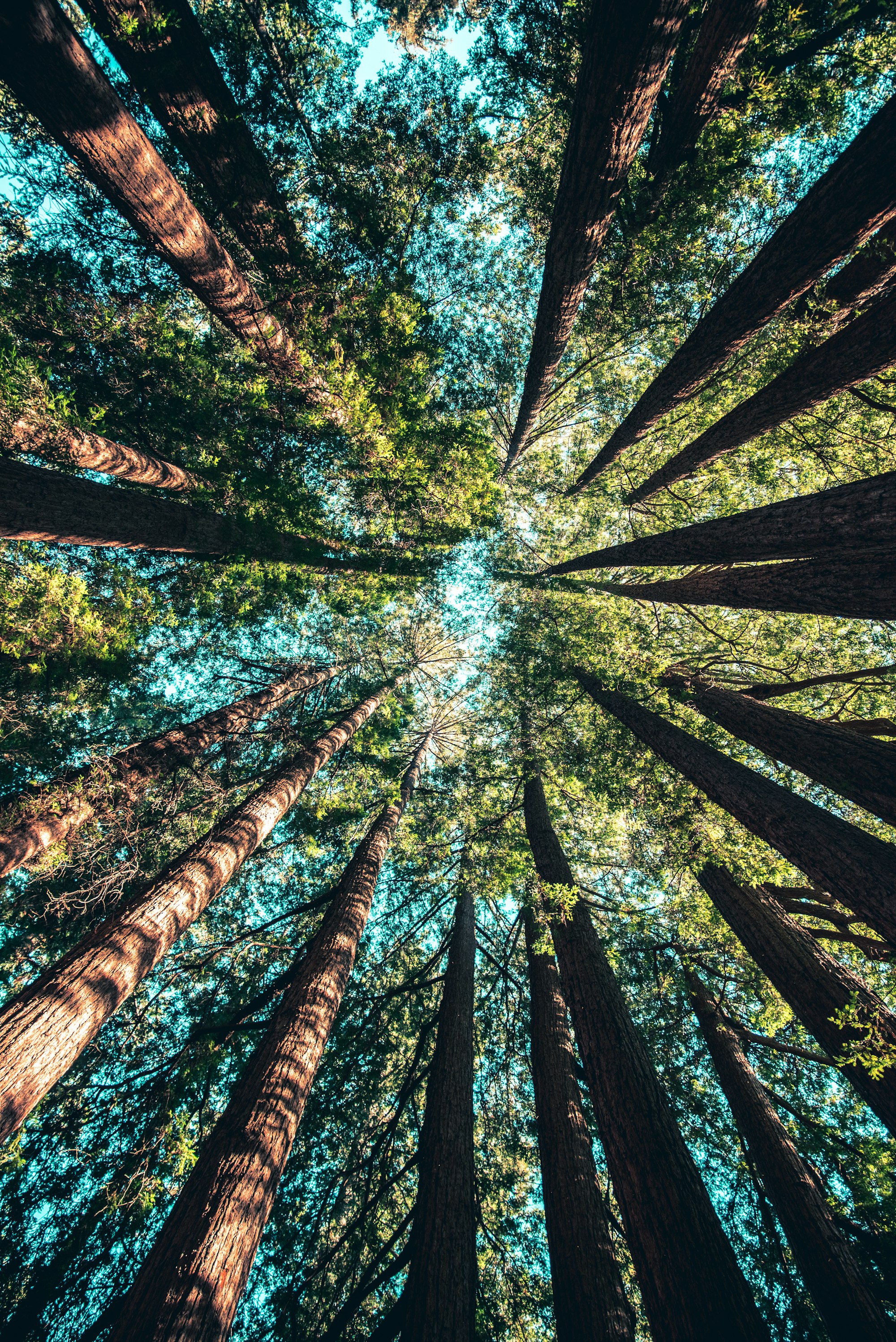 Looking upDid you know that forests provide US$ 75–100 billion per year in goods and services such as clean water and healthy soils? Photo by Casey Horner / Unsplash