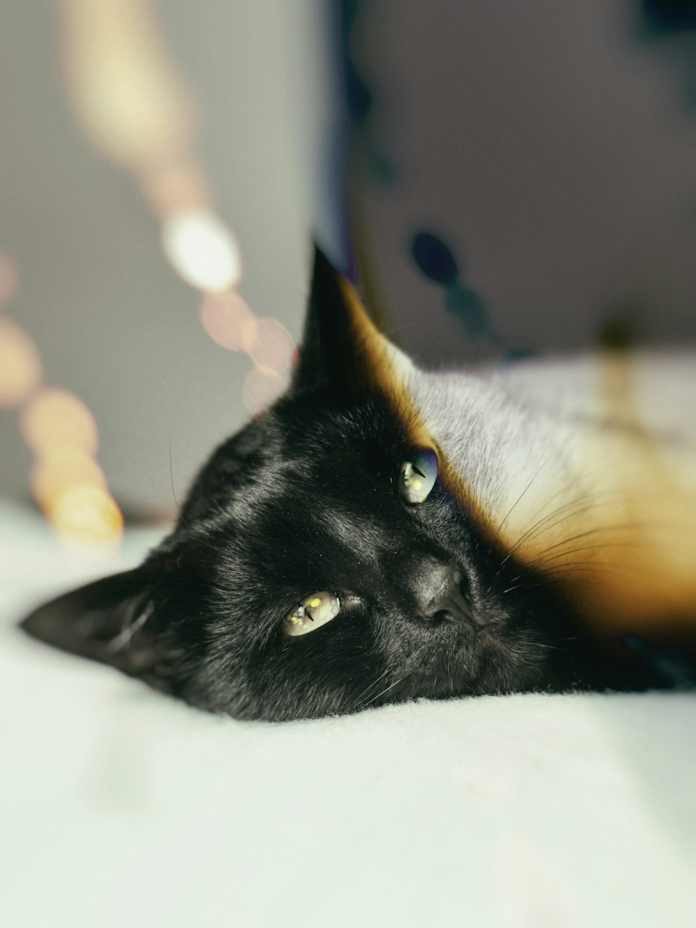 部屋の中のベッドに横たわるショートコートの黒猫