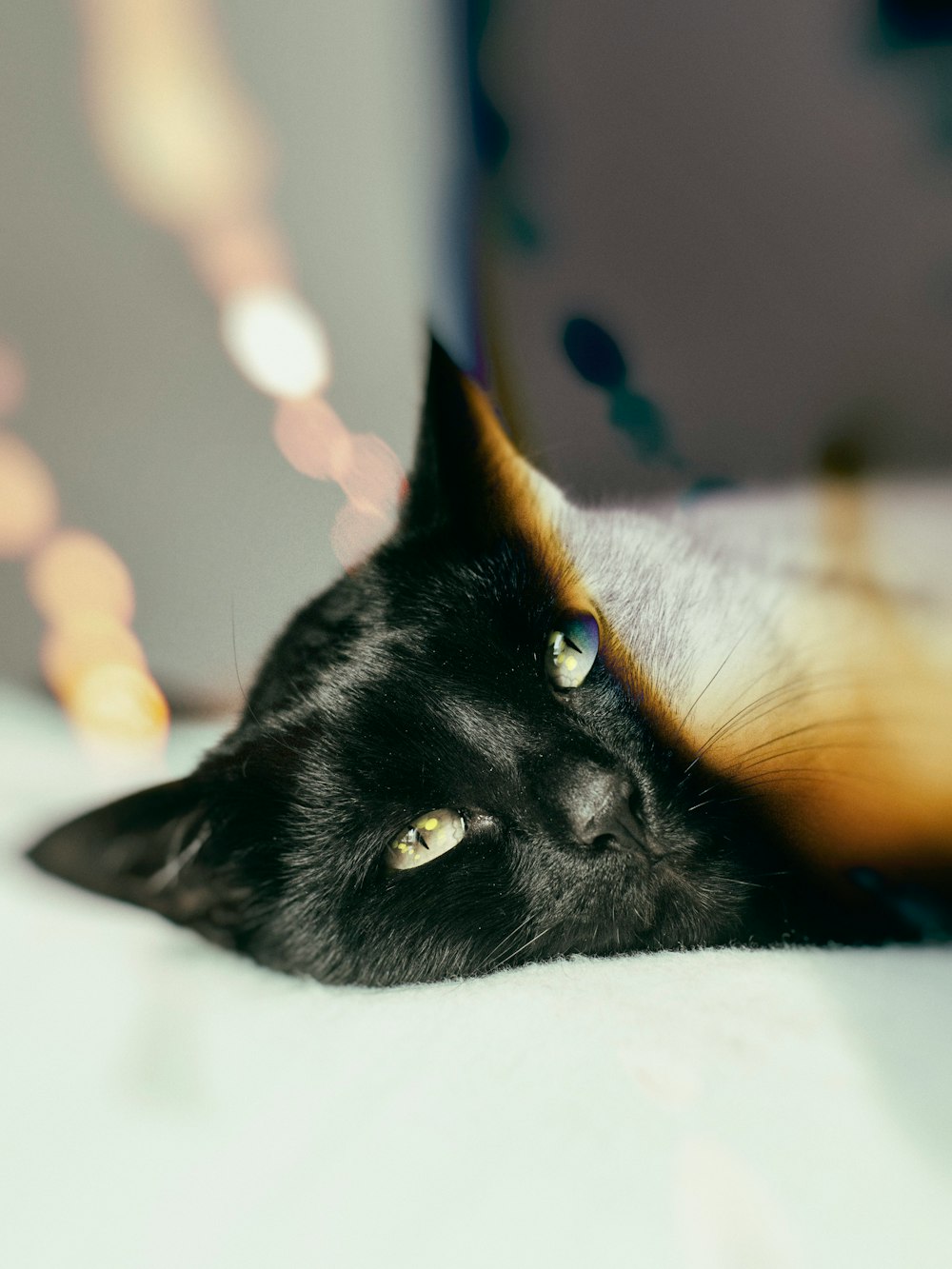 short-coated black cat lying on bed inside room