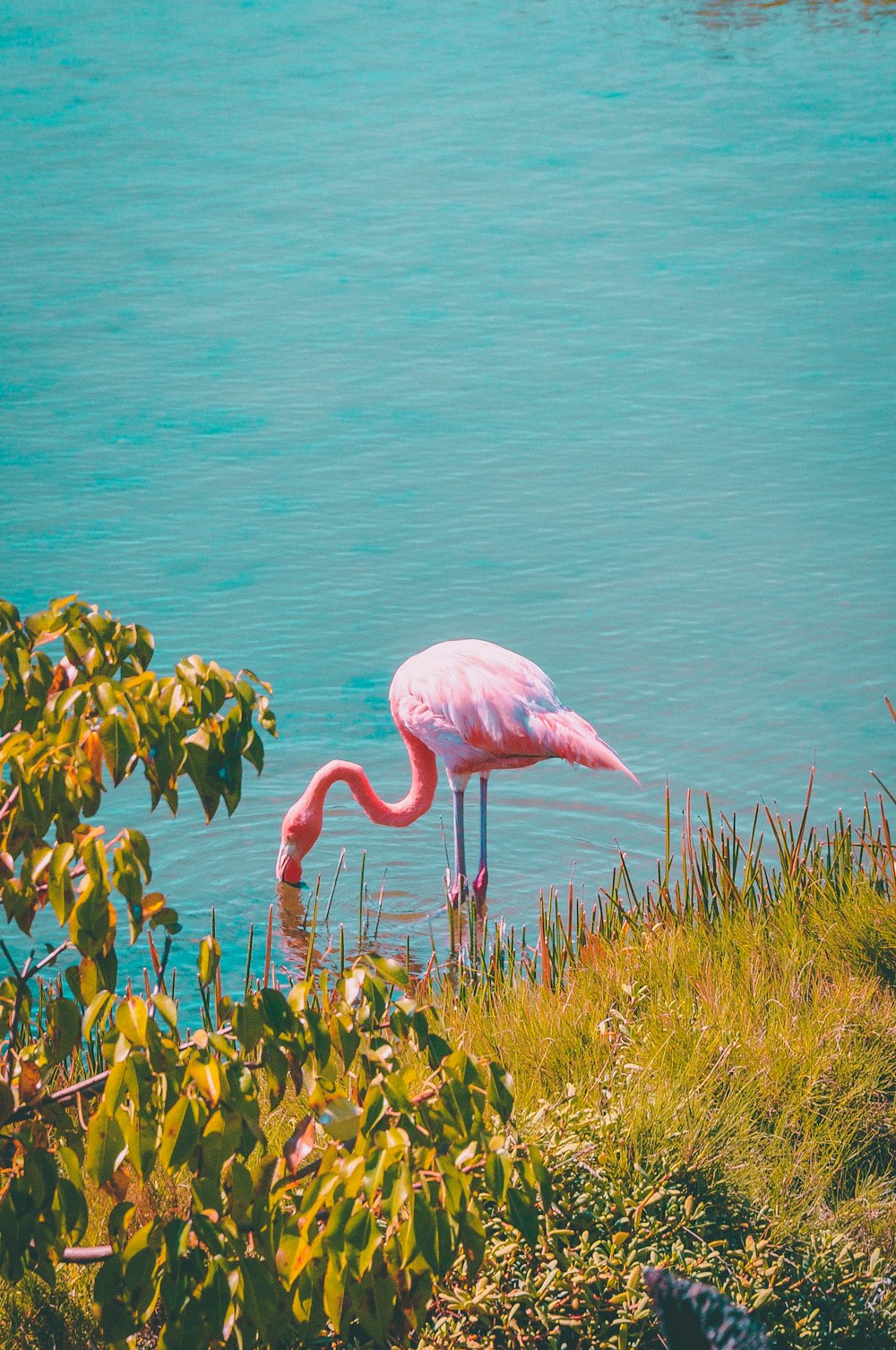 Flamenco rosado cerca de un campo de hierba