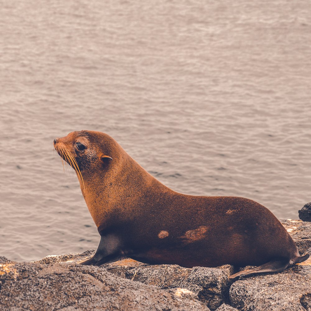 brown sea lion on rock formation