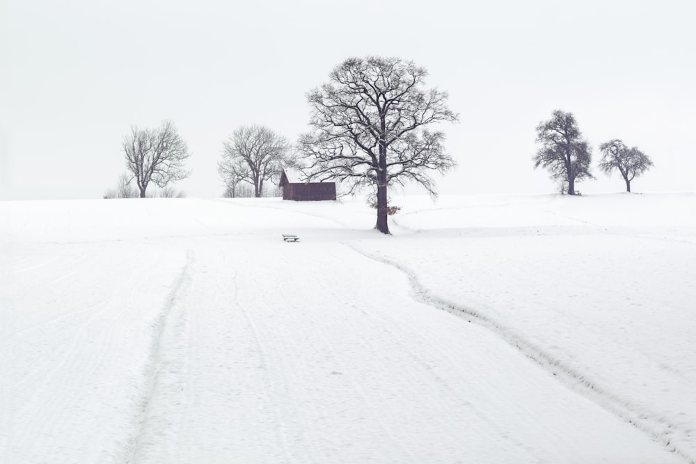 house surrounded by withered trees and snow