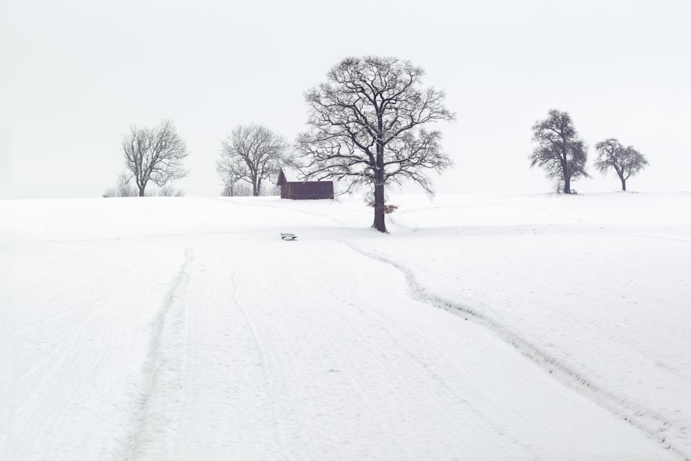 maison entourée d’arbres desséchés et de neige
