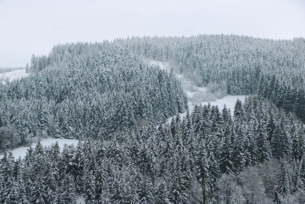 Blick aus der Vogelperspektive auf den verschneiten Wald