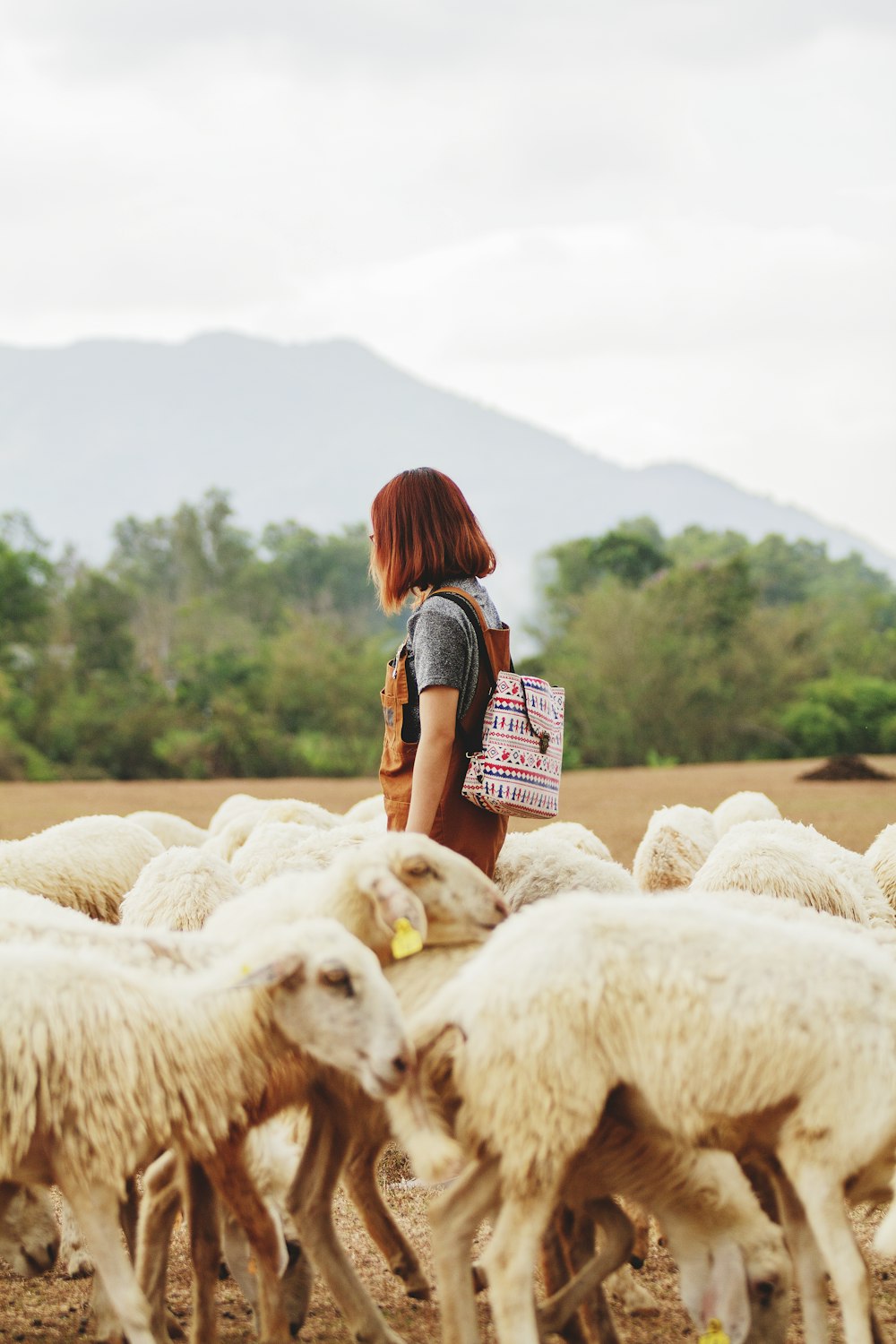 曇り空の下、羊に囲まれた女性