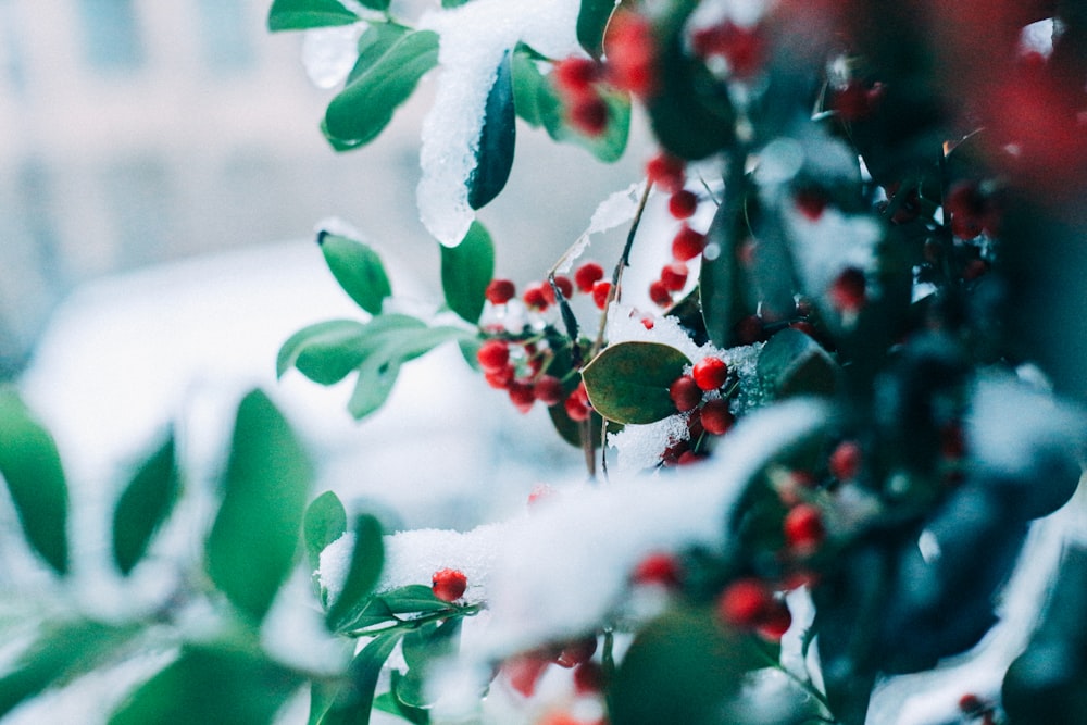 selective focus photography of red fruits