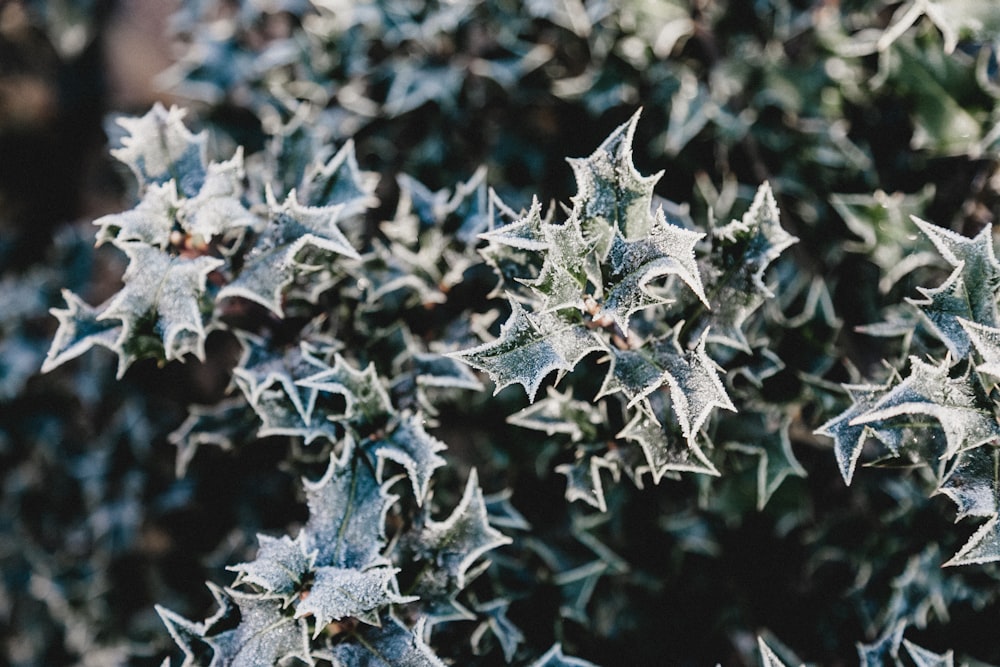 green-leafed plant