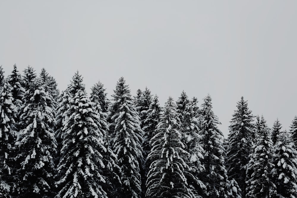 tree covered snow under cloudy sky