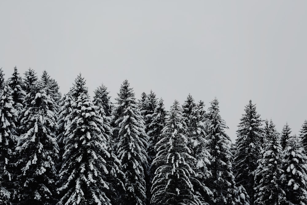 曇り空の下、木に覆われた雪