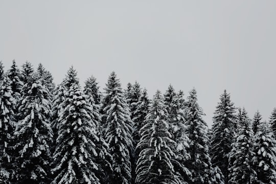 tree covered snow under cloudy sky in Gérardmer France