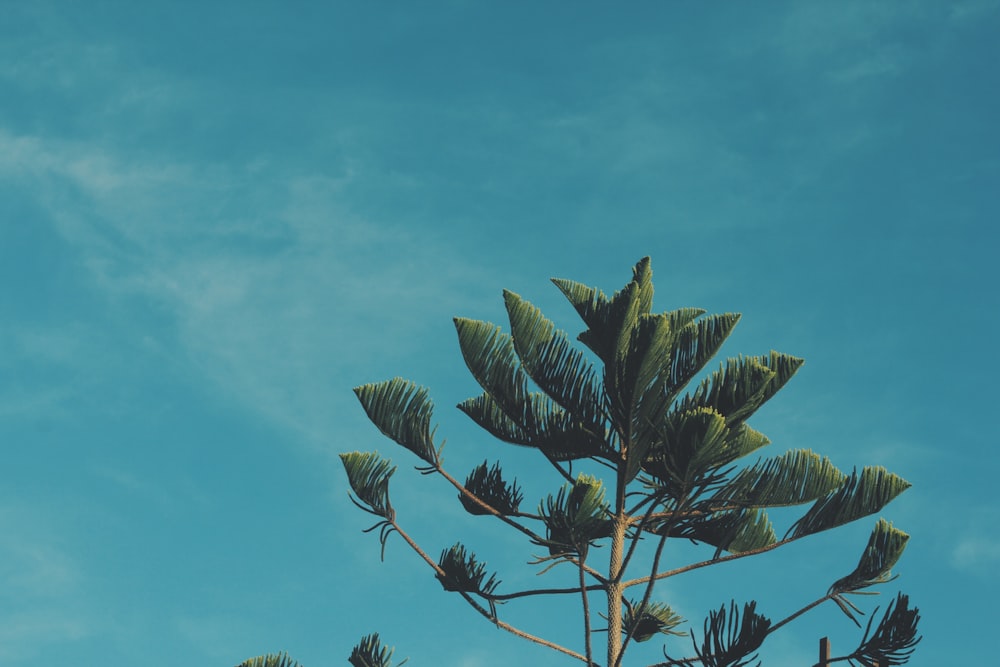 green leafed tree under blue sky