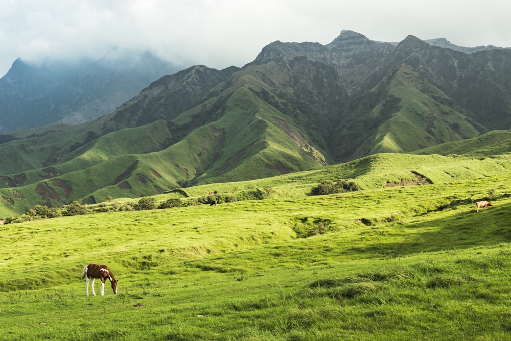 campo di erba verde e erba marrone dell'orecchino del cavallo sotto il cielo bianco