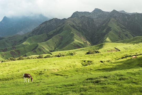 green grass field and brown horse earring grass under white sky in Aso Japan