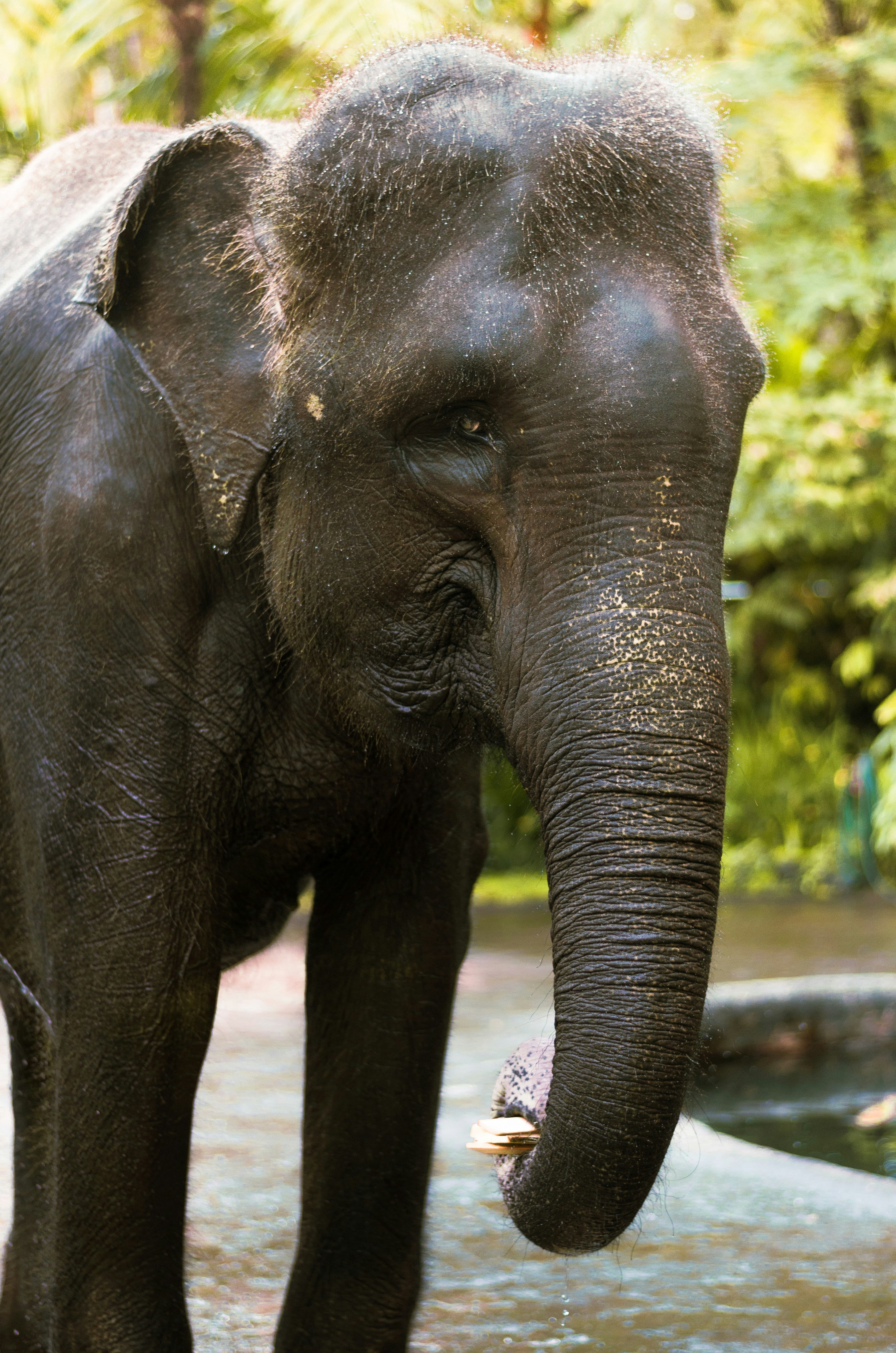 Bali Safari Adventure