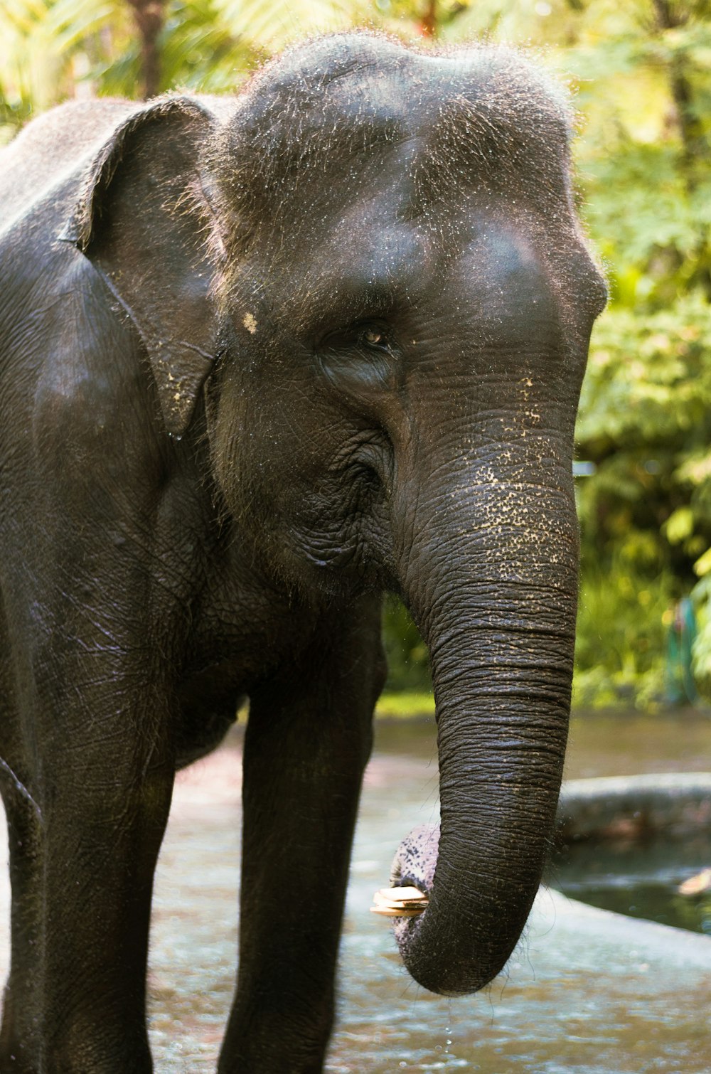 photography of elephant