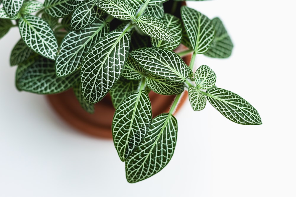 green indoor plant in brown pot