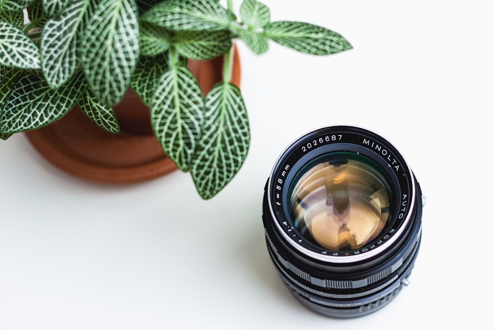 black camera lens beside potted green leafed plant