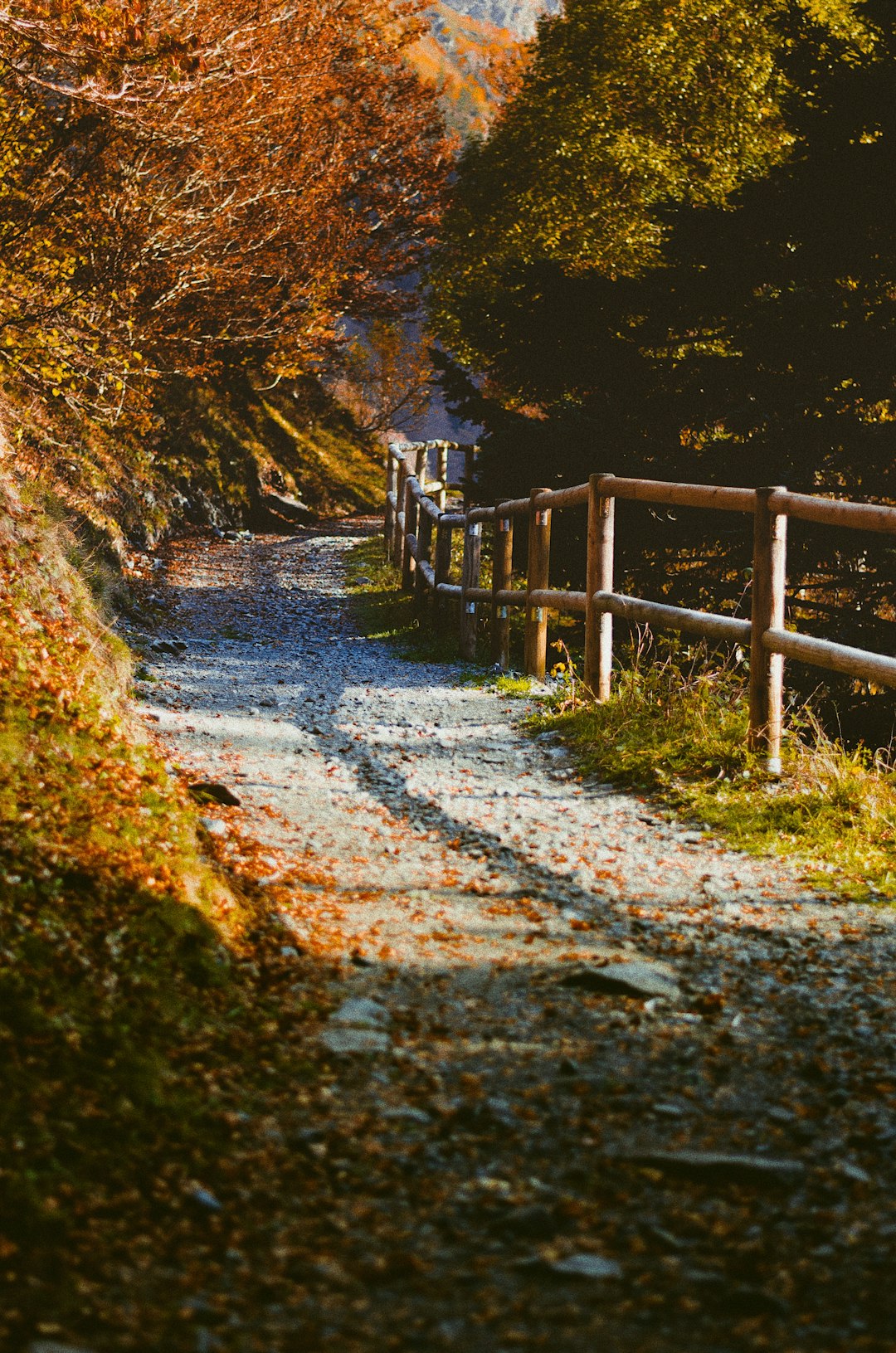 gray road near brown wooden fences and brown leaf trees