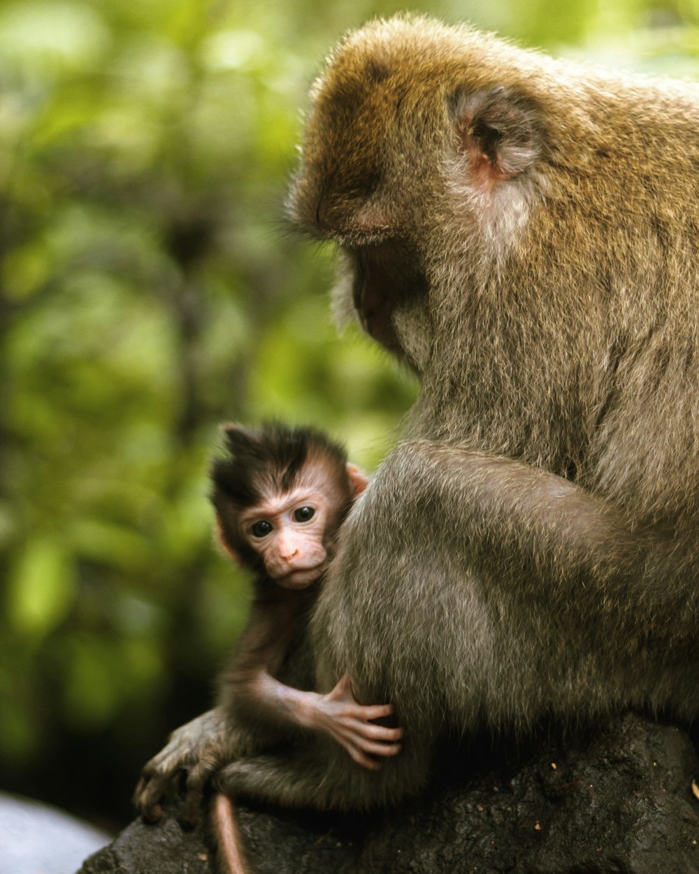 Singe gris portant bébé singe pendant la journée
