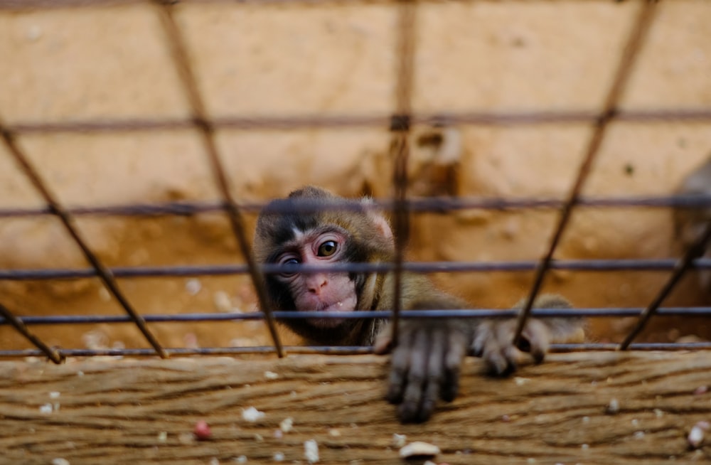 monkey climbing on cage