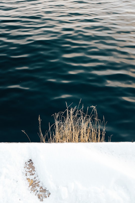 brown bush near body of water at daytime in Oslo Norway