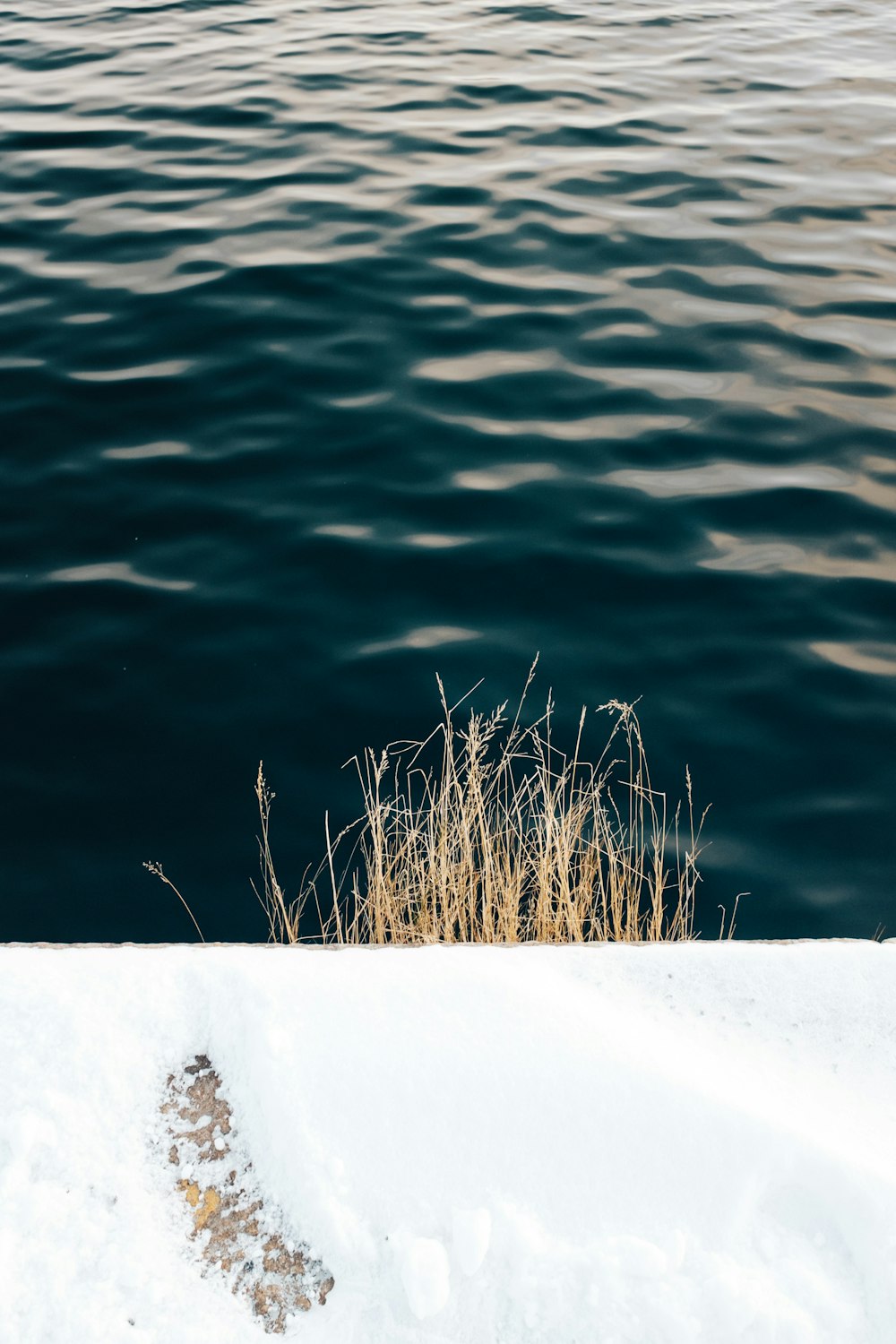 brown bush near body of water at daytime