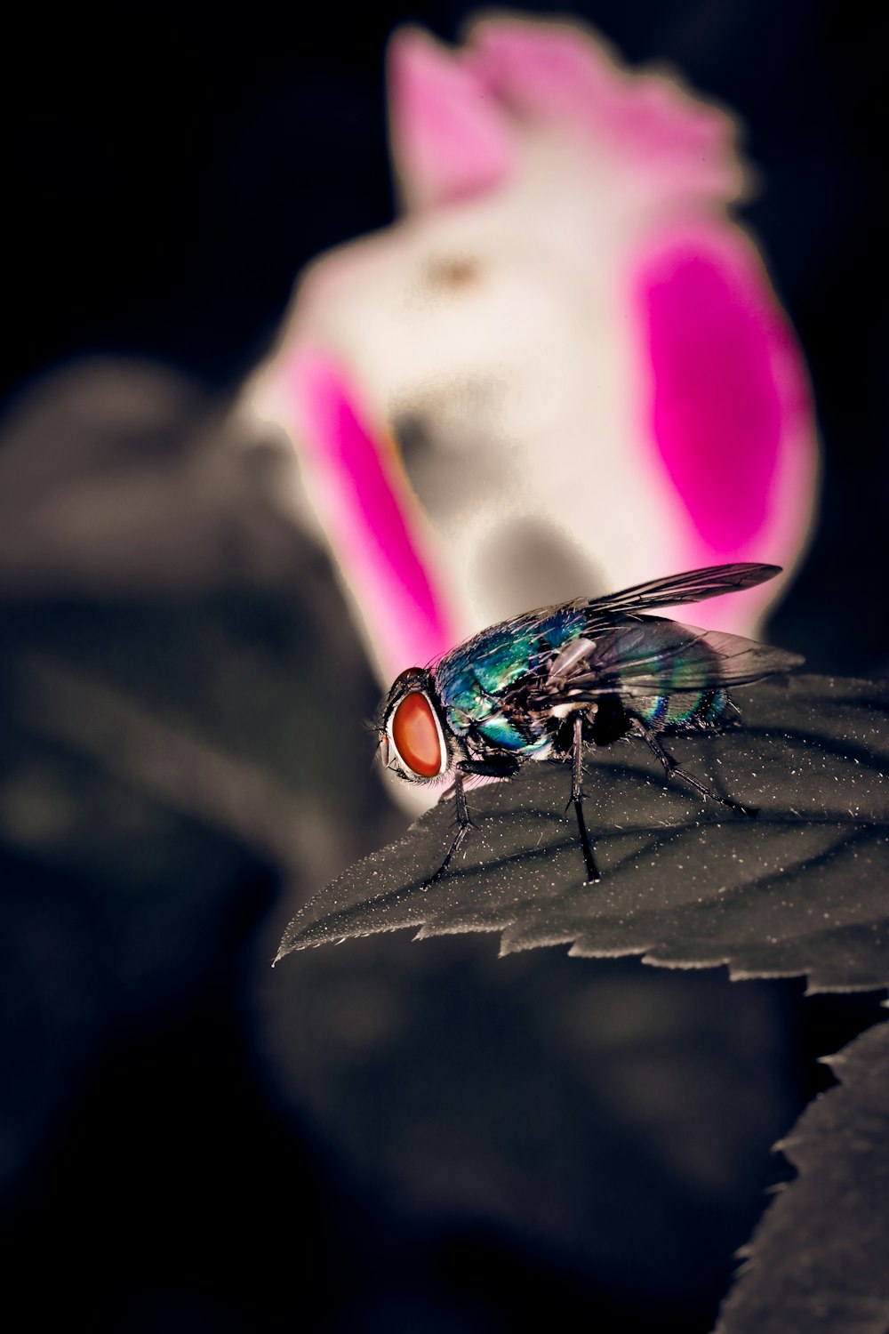 selective focus photo of common housefly