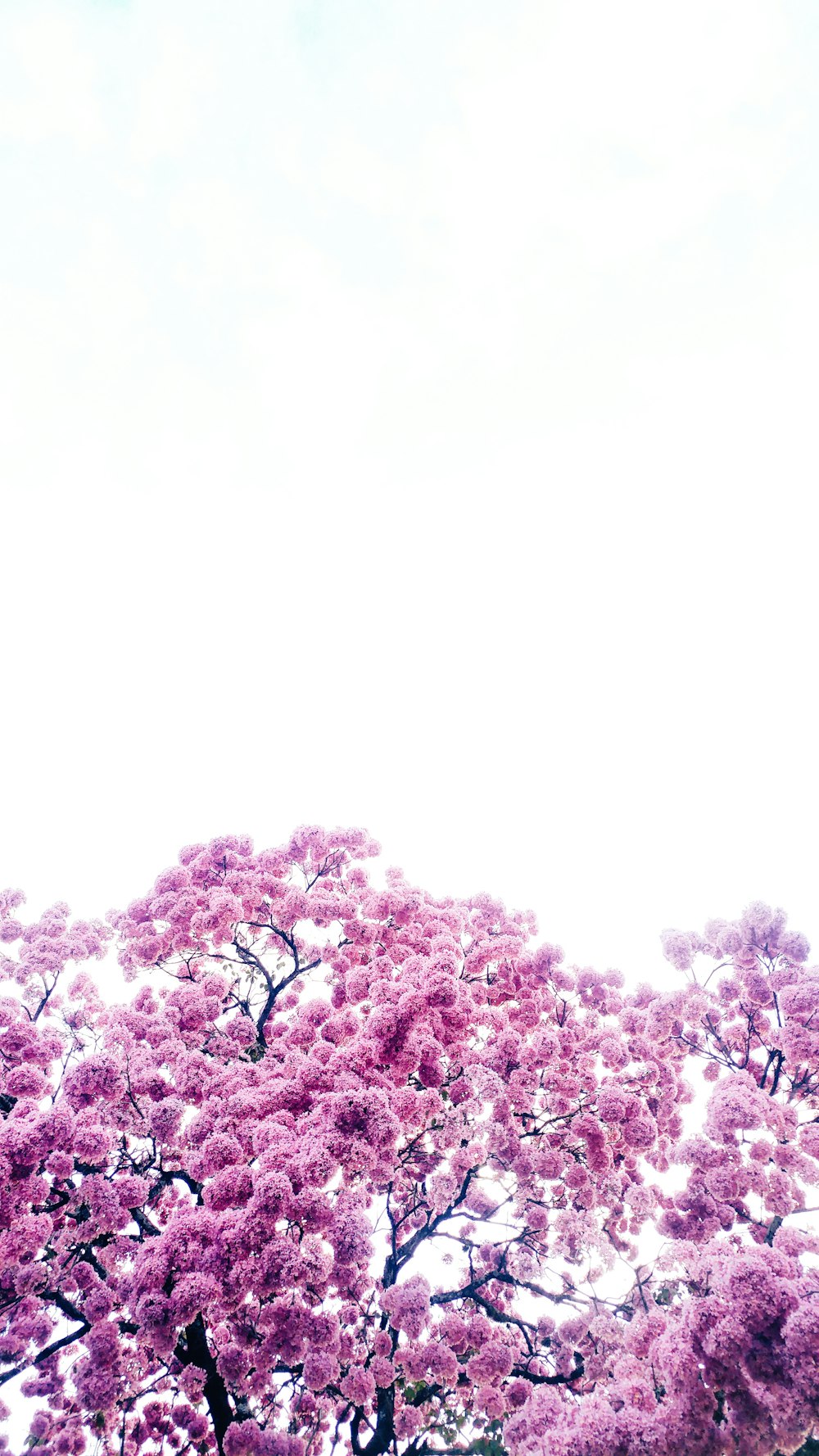 Bäume mit rosa Blättern