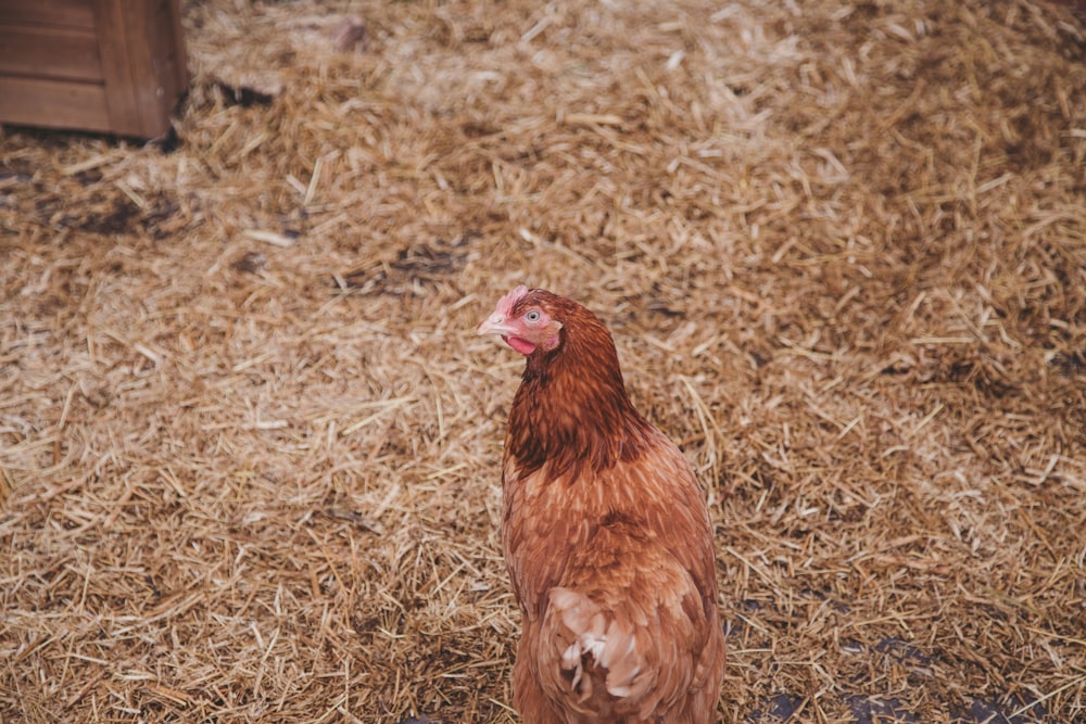 干し草の上の茶色の鶏の写真