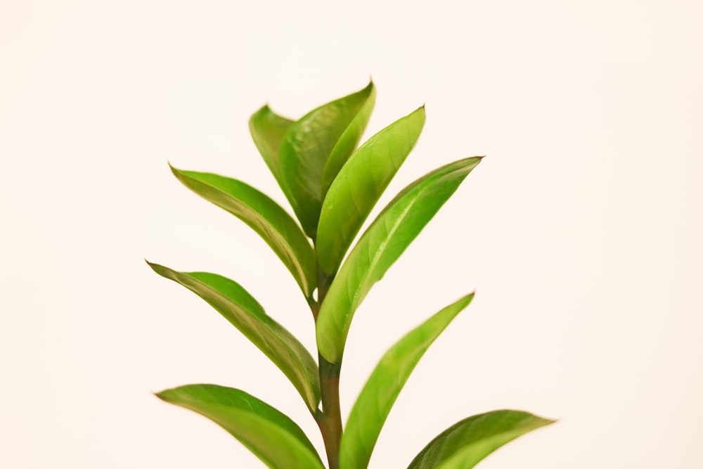 green leaf plant