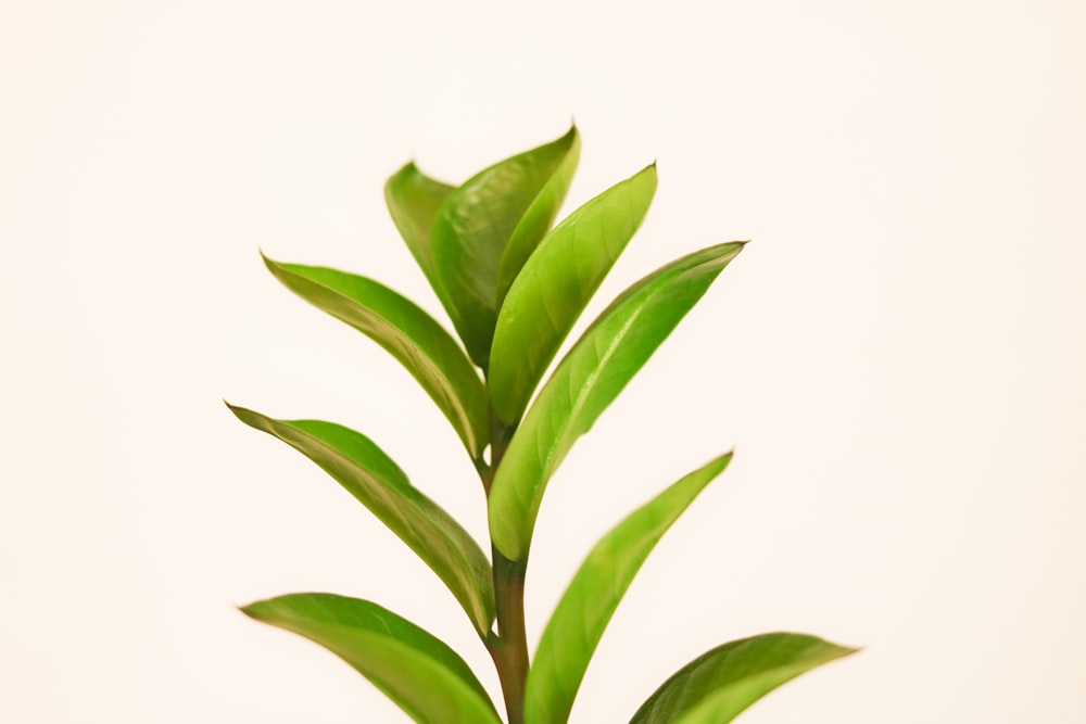 planta de folha verde