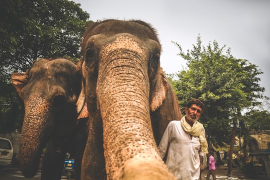 Ahmedabad things to do in Adalaj