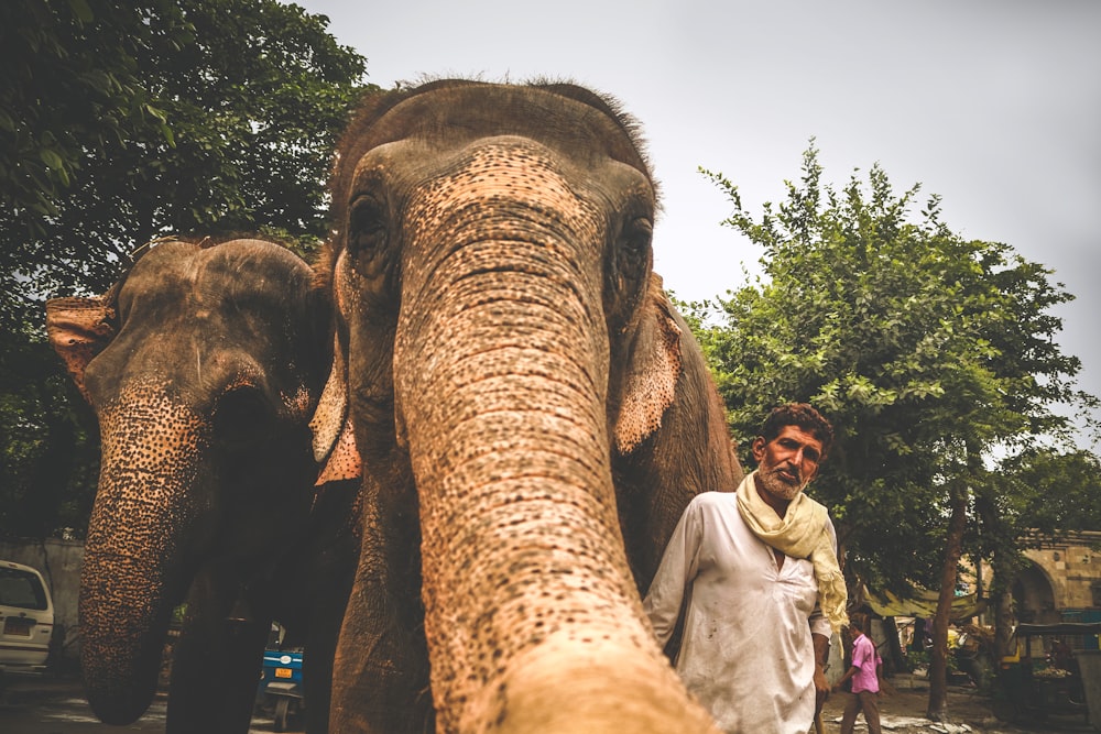 man standing beside two elephants