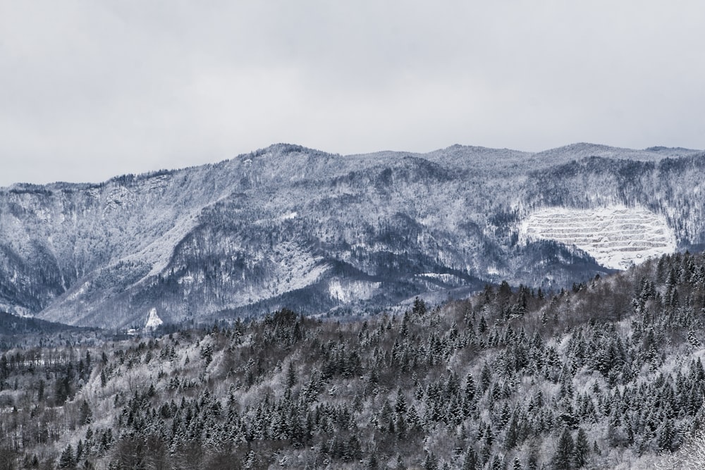 mountain with trees coated with snow