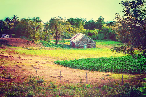 A rustic wooden barn surrounded by lush green fields under a bright blue sky.