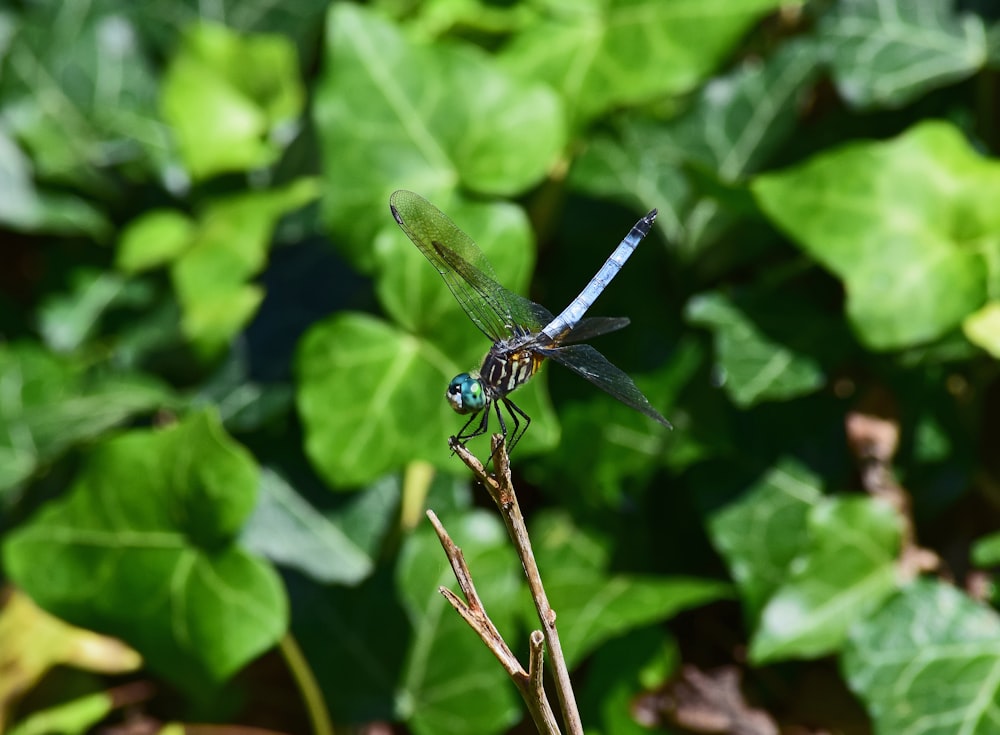 a blue dragonfly sitting on top of a plant