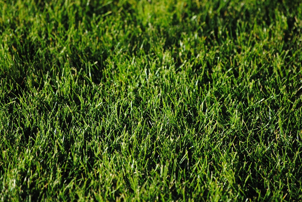 green grass during daytime