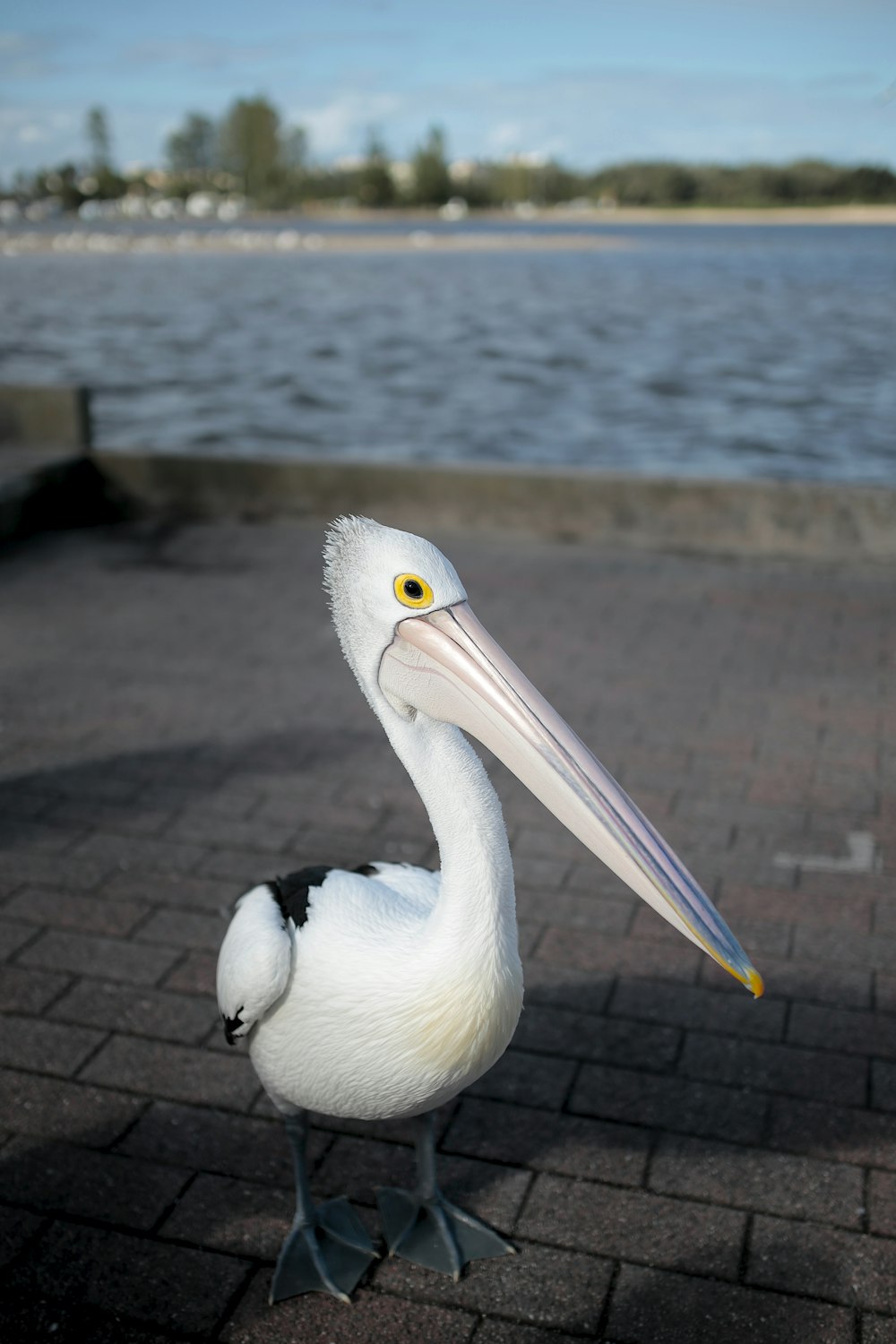 white and black bird on pavement