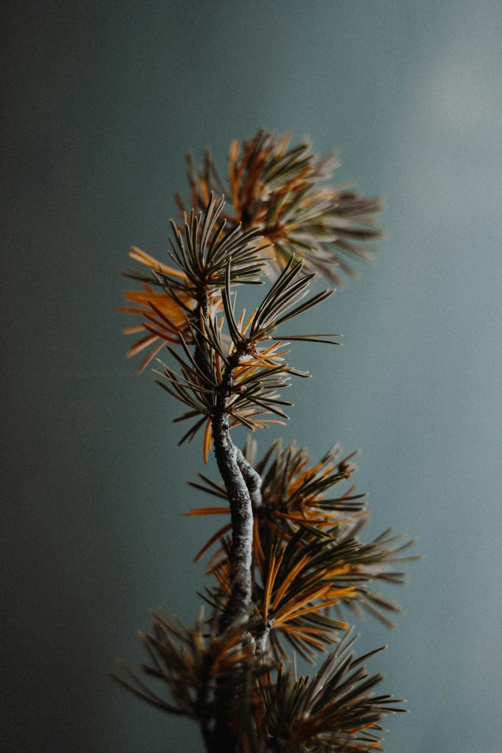 fotografia seletiva de planta marrom